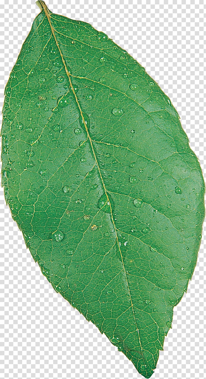 Plant pathology Leaf, leaves transparent background PNG clipart