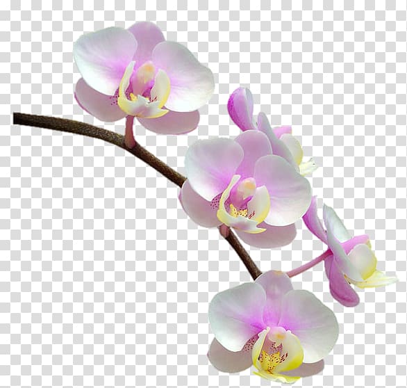 Phalaenopsis equestris Orchids Flower, flower transparent background PNG clipart