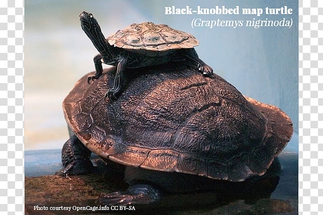 Box turtles Horses Black-knobbed map turtle Japanese pond turtle, turtle transparent background PNG clipart