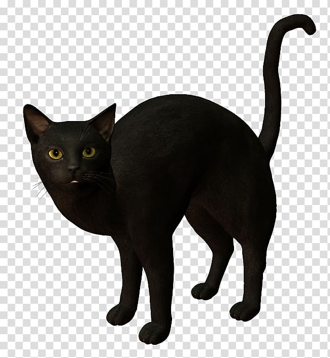 Black cat Bombay cat Burmese cat Korat Havana Brown, kitten transparent background PNG clipart