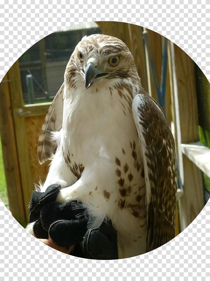 Red-tailed hawk Buzzard Eagle Dan Woog,, GLBT activist/speaker, Redtailed Hawk transparent background PNG clipart