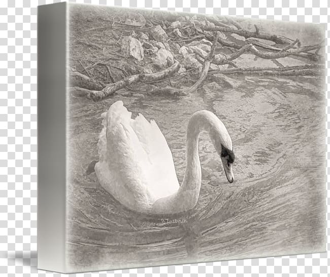 Cygnini Duck Bird Anatidae Waterfowl, white swan transparent background PNG clipart