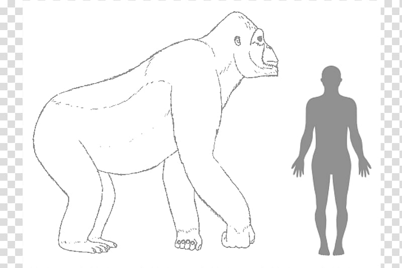 Gorilla Gigantopithecus Ape King Kong Human body, gorilla transparent background PNG clipart