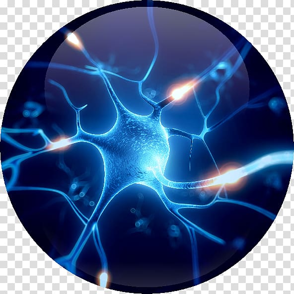 Neuron Nervous system Neurodegeneration Synapse Brain, Brain transparent background PNG clipart