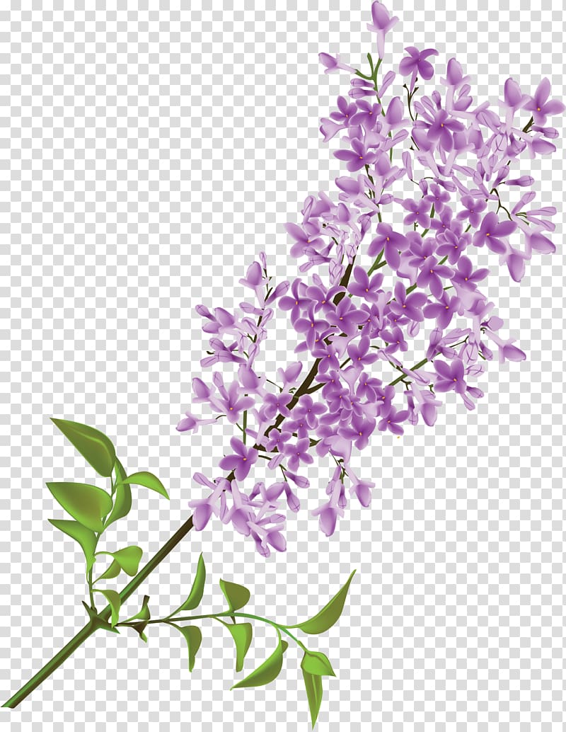 Common lilac Flower , lilac transparent background PNG clipart