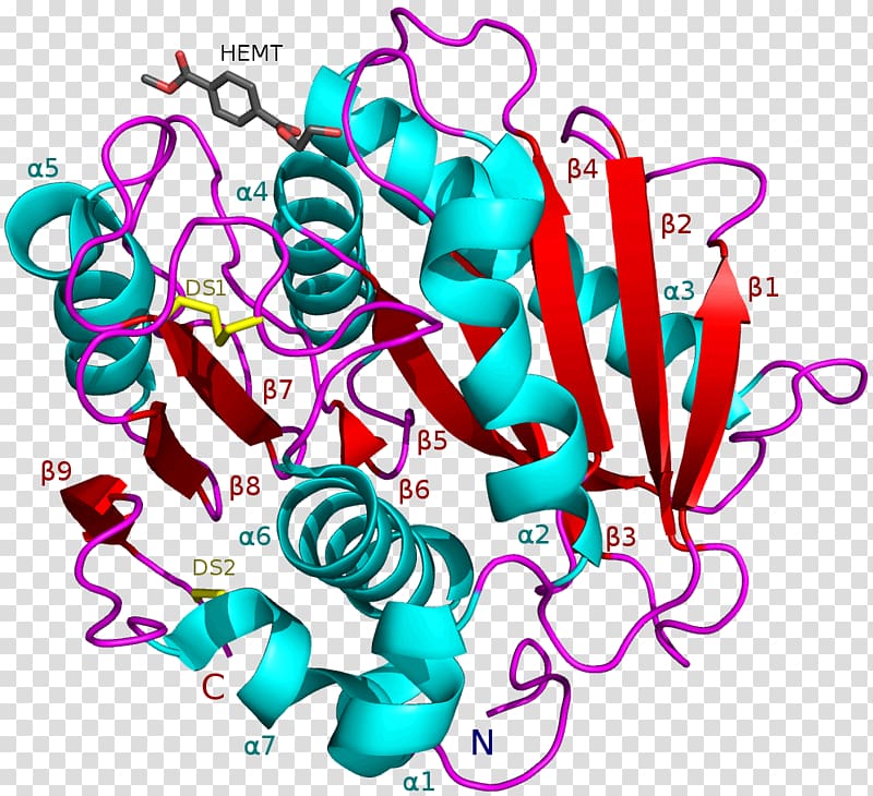 Ideonella sakaiensis PETase Enzyme Bacteria Esterase, Polybutylene Adipate Terephthalate transparent background PNG clipart