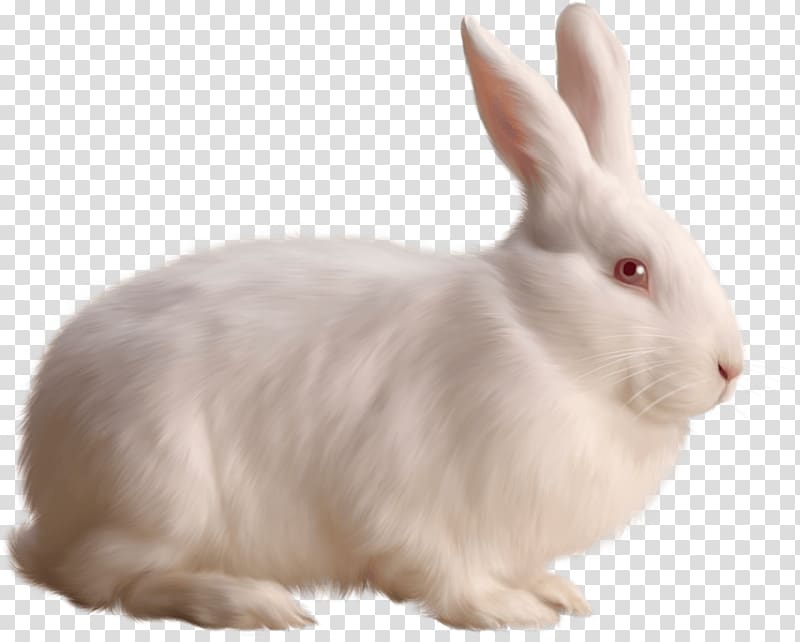 white rabbit illustration, Rabbit Single White transparent background PNG clipart