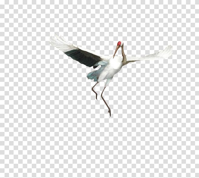Goose Flooring Beak Crane Seabird, crane transparent background PNG clipart