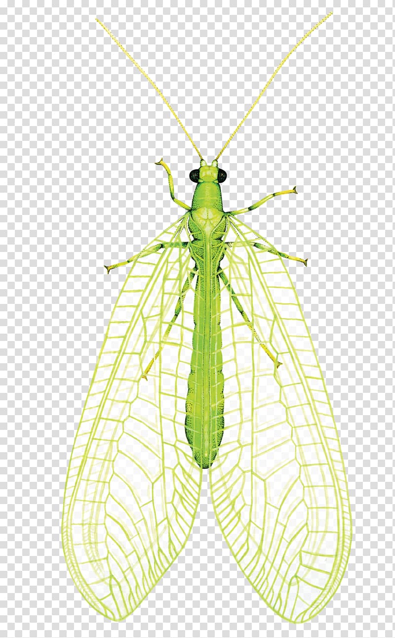 Pieridae Moth Net-winged insects Graphic design, others transparent background PNG clipart