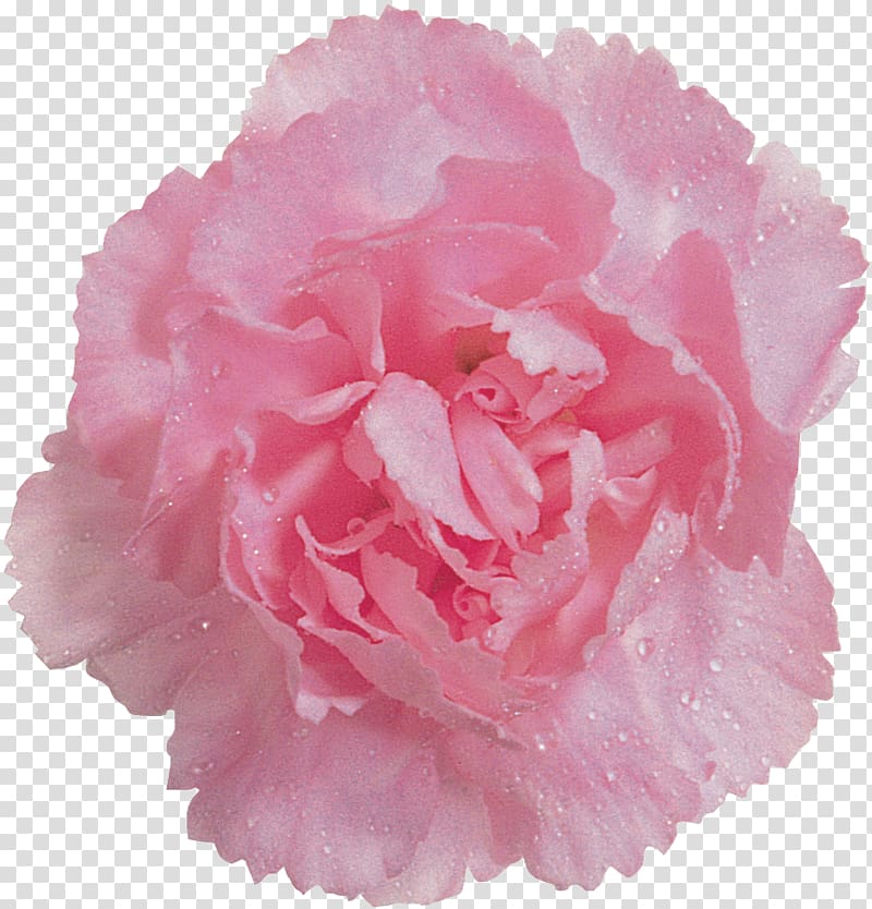 Cabbage rose Color Pom-pom Garden roses Lampionwebshop, others transparent background PNG clipart