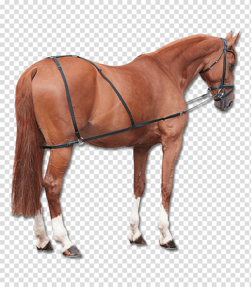 Horse Longeing Equestrian Martingale Rein, horse transparent background PNG clipart
