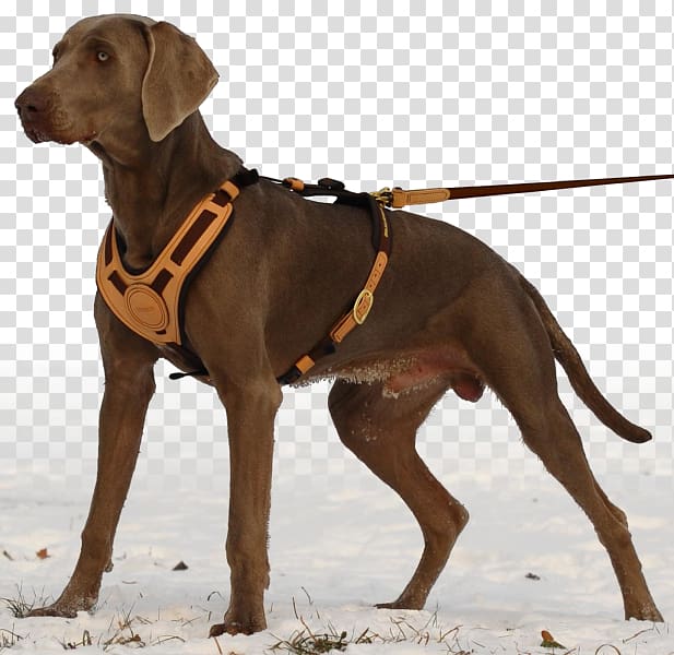 Plott Hound Redbone Coonhound Bloodhound Dog breed Leash, active living transparent background PNG clipart