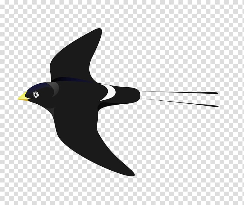 Passerine White-eyed river martin Bird White-headed saw-wing African river martin, white crane transparent background PNG clipart