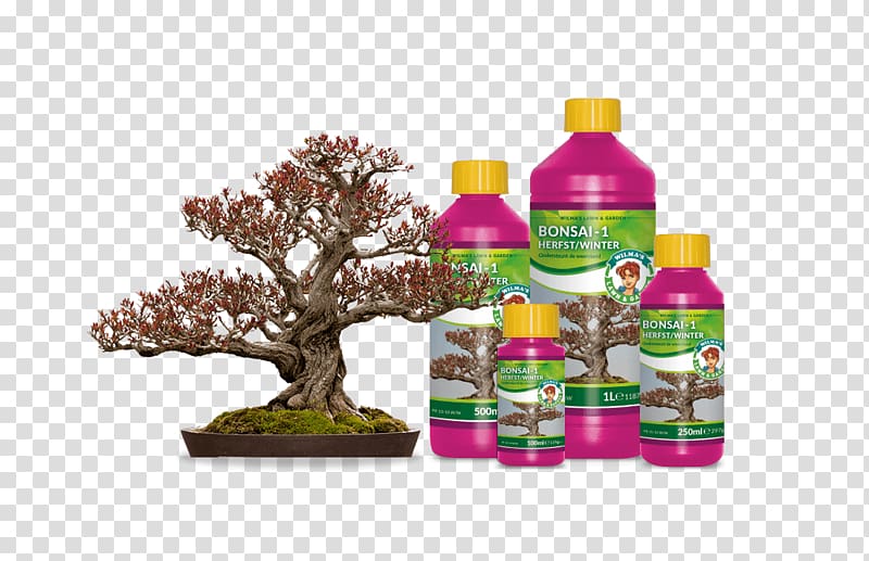 Indoor bonsai Pomegranate Tree Flowerpot, outdoor bonsai transparent background PNG clipart