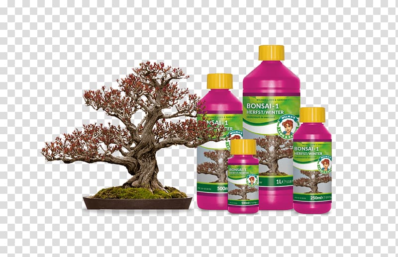 Bonsai Pomegranate Tree Plant Garden centre, Indoor Bonsai transparent background PNG clipart