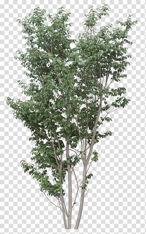 Paper Mulberry Wavefront .obj file White mulberry 3D modeling, Planta transparent background PNG clipart