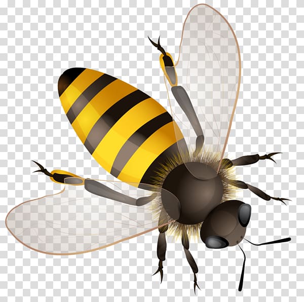 Worker bee Hornet Bumblebee Africanized bee, bee transparent background PNG clipart