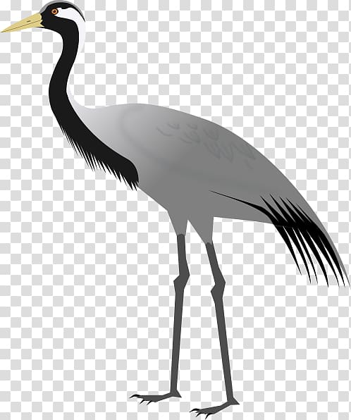Demoiselle Crane Khichan Bird Sandhill crane, japanese Crane transparent background PNG clipart