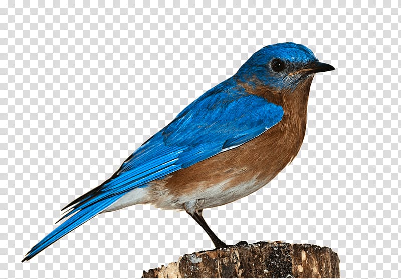 painting of blue and white bird, Finch transparent background PNG clipart