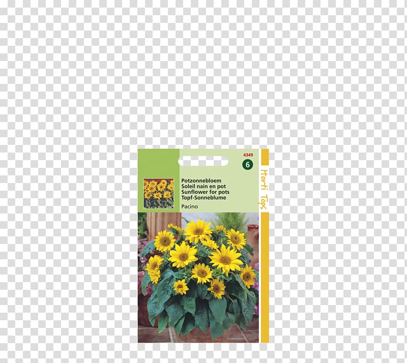 Common sunflower Annual plant Sowing Yellow Plants, Grass garden transparent background PNG clipart
