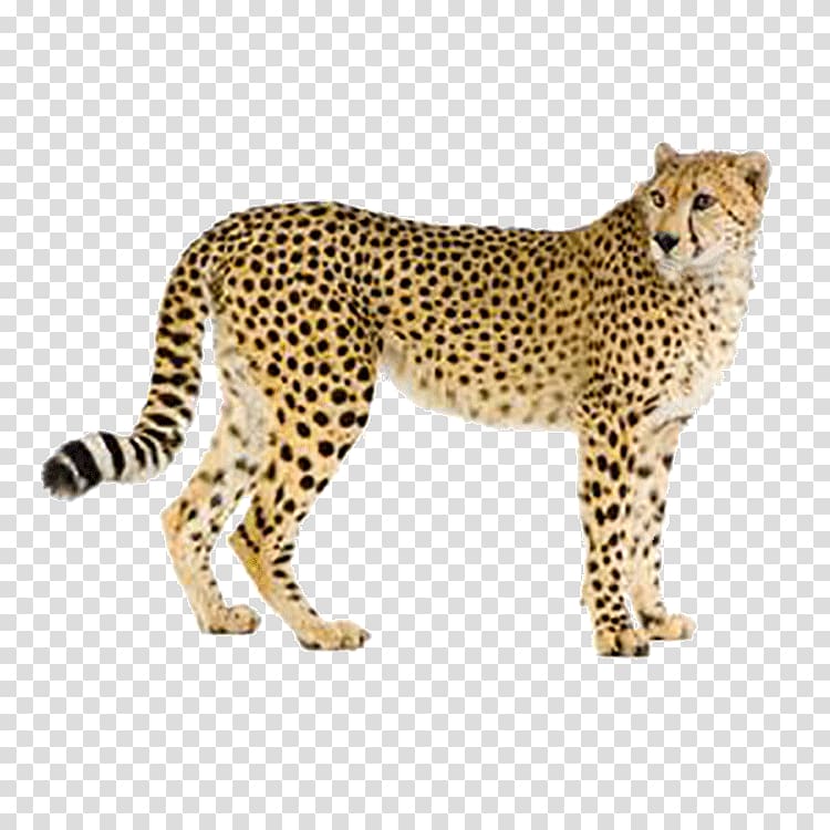 Cheetah Leopard Hyena Cat Eurasian lynx, leopard transparent background PNG clipart