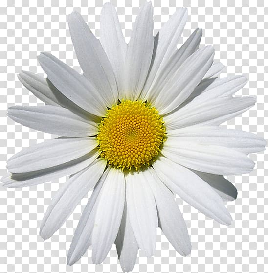 Oxeye daisy Common daisy Marguerite daisy Chrysanthemum Machine embroidery, chrysanthemum transparent background PNG clipart