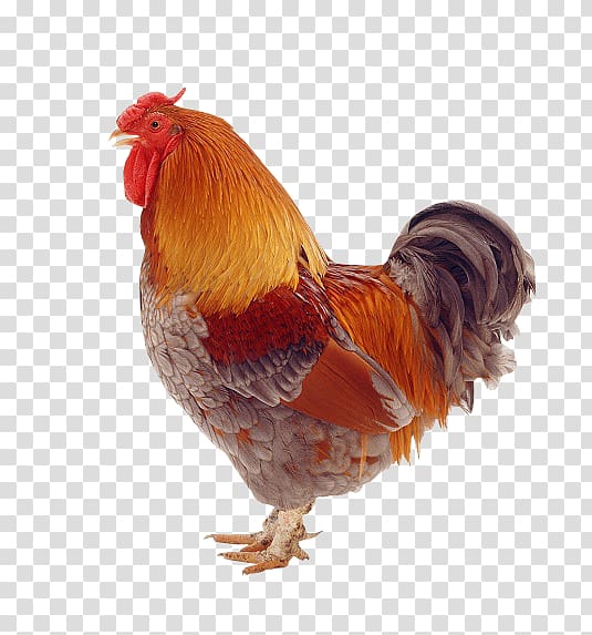 Rooster Sicilian Buttercup One Clue Crossword Hen, Wirtualna Polska Sa transparent background PNG clipart