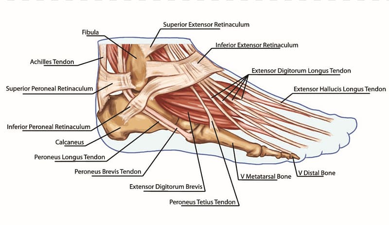 Foot Anatomy Tendon Muscle Bone, Foot transparent background PNG clipart