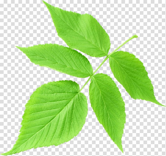 Leaf Plant stem South Jeolla Province Sepal, Leaf transparent background PNG clipart