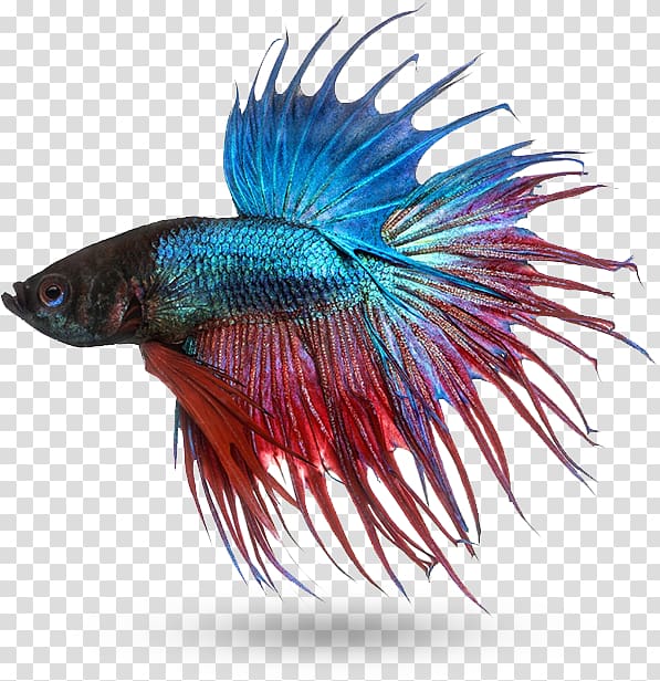 Siamese fighting fish Mekong Fish fin, fish transparent background PNG clipart