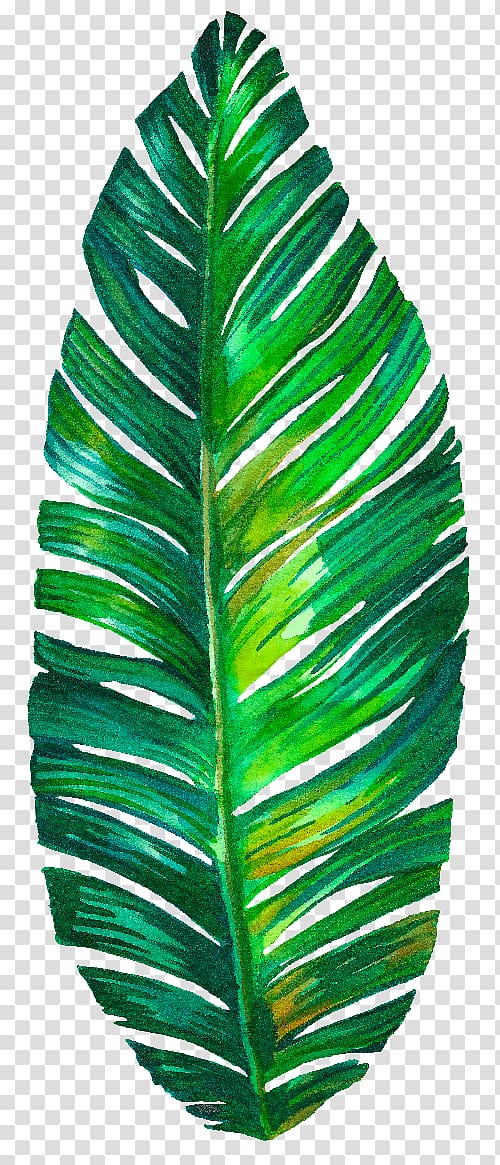 green leaf illustration, Leaf, monstera transparent background PNG clipart