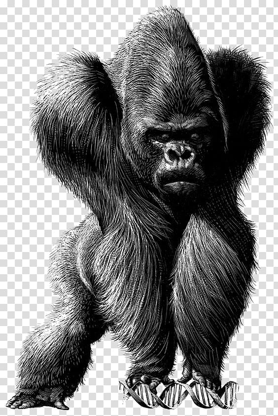 Spain Chile Drawing Satire Illustration, Sketch orangutan transparent background PNG clipart