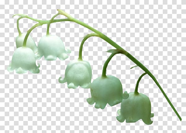 Animaatio Lily of the valley , lily of the valley transparent background PNG clipart