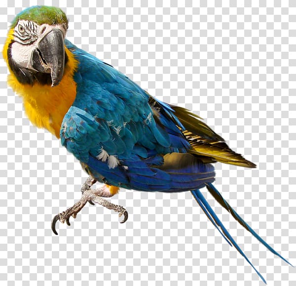 Parrots of New Guinea Bird Cockatiel Budgerigar, macaw transparent background PNG clipart