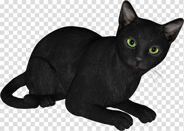 Black cat Bombay cat Russian Blue Korat Domestic short-haired cat, Chat Noir transparent background PNG clipart