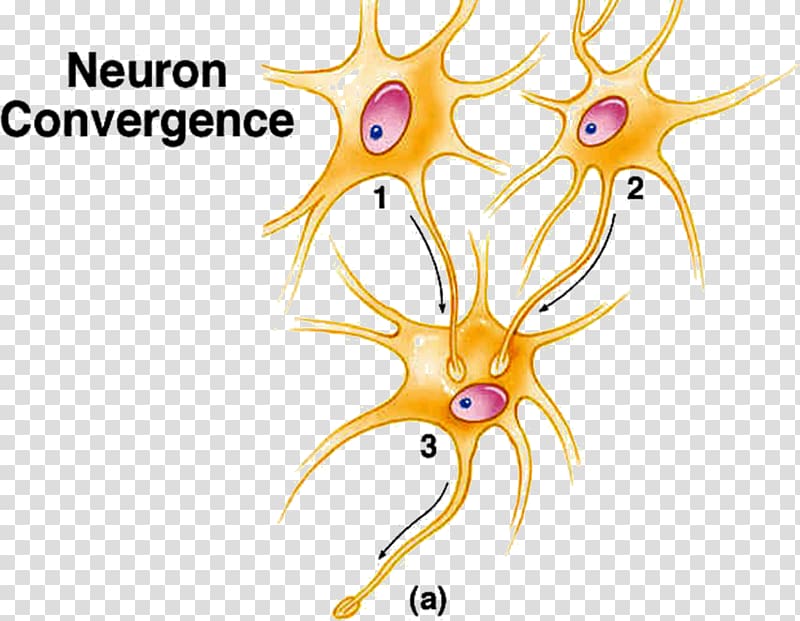 Summation Excitatory postsynaptic potential Neuron Drug Neurophysiology, neuron transparent background PNG clipart