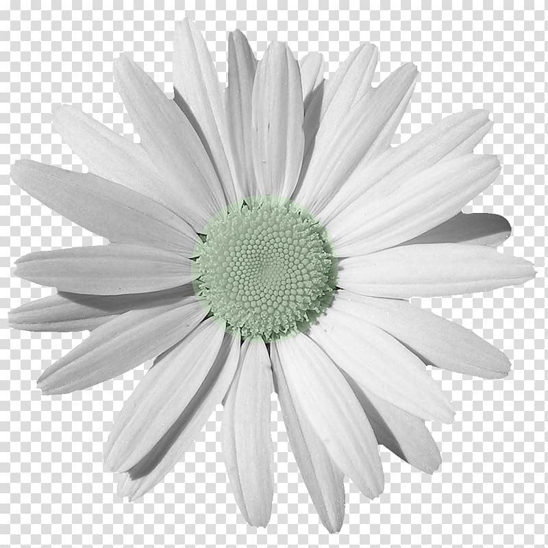Chamomile Common daisy , Flowers bouquet element transparent background PNG clipart
