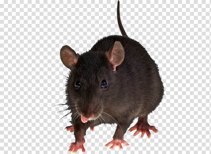 Brown rat Rodent Black rat Pest control House mouse, mouse, rat transparent background PNG clipart