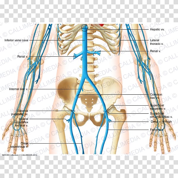 Finger Abdomen Vein Human anatomy Circulatory system, others transparent background PNG clipart