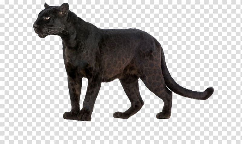 Leopard Wildcat Black panther Felidae, leopard transparent background PNG clipart