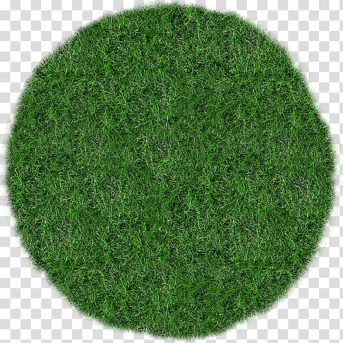 Meadow-grasses Lawn , grass transparent background PNG clipart