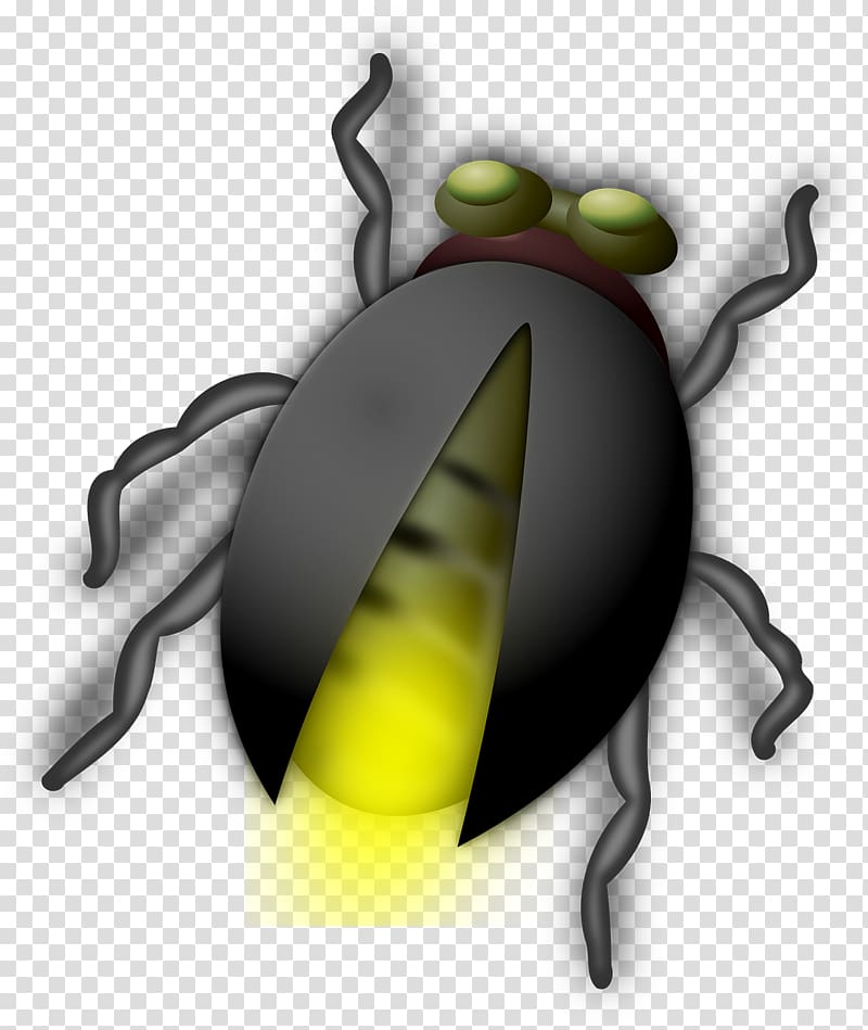 Beetle Firefly , Black Firefly transparent background PNG clipart
