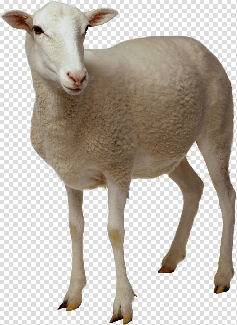 white sheep kid illustration, Sheep Goat , Sheep transparent background PNG clipart