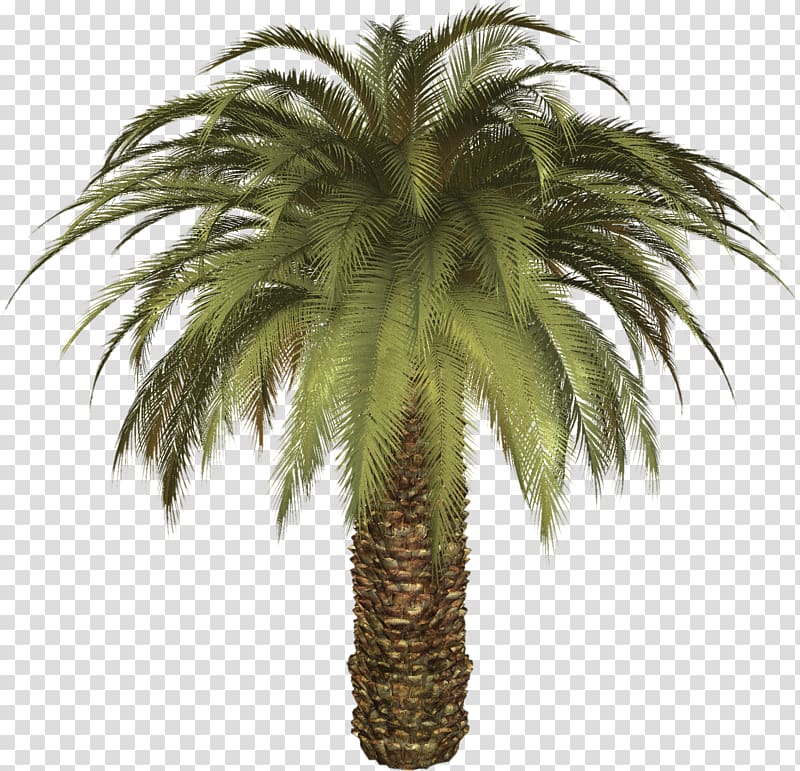 green tree art, Arecaceae Palm Tree Elementary School De Palm Tree Restaurant Rhynchophorus ferrugineus, Palm tree transparent background PNG clipart