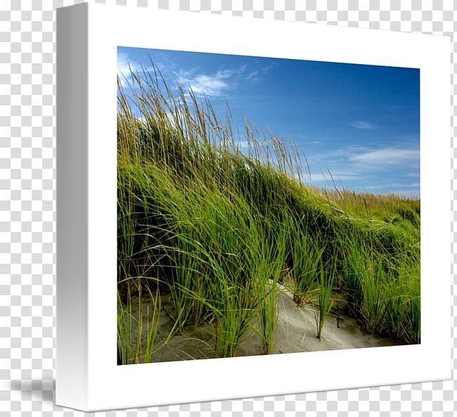 Ecosystem Meadow Energy Frames, beach grass transparent background PNG clipart