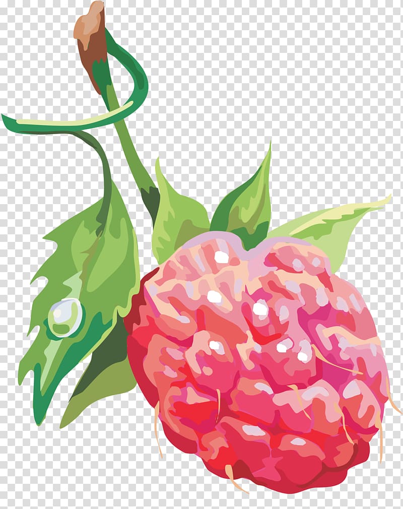 Raspberry, Rraspberry transparent background PNG clipart