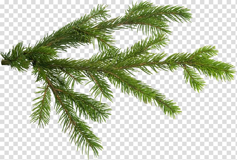 Branch Christmas tree , fir-tree transparent background PNG clipart