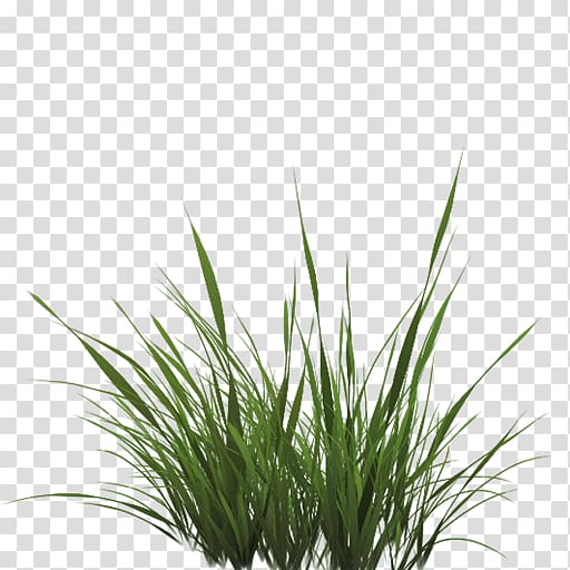 Texture mapping Drawing Lawn, Tall Grass Texture Alpha, green grass transparent background PNG clipart
