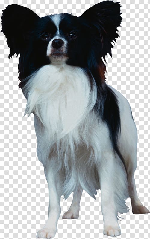 Papillon dog Bernese Mountain Dog Long-haired Chihuahua Pet Dog breed, others transparent background PNG clipart