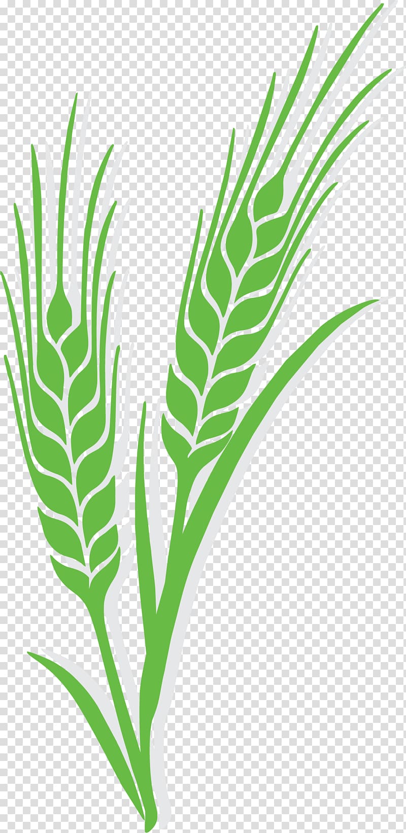 green grain plant illustration, Wheat Euclidean Ear Rye Barley, Green is ripe rice transparent background PNG clipart